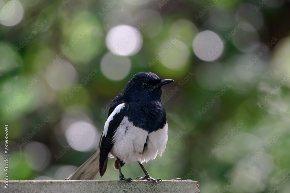 Oriental magpie-robin, they are common birds in urban gardens as well as forests. Oriental magpie-robin, they are common birds in urban gardens as well as forests.