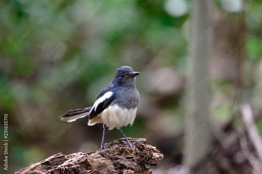 Fototapeta premium Oriental magpie-robin, they are common birds in urban gardens as well as forests.