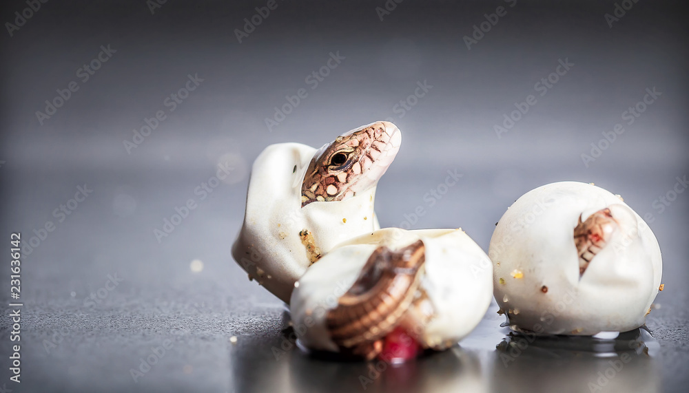 Fototapeta premium Little Sand lizards hatching from an eggs, selective focus
