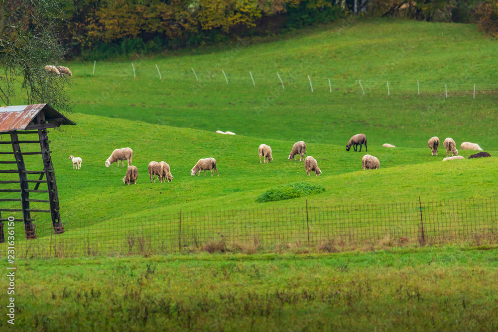 Sheep grazing, Slovenia