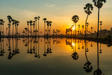 Silhouette of palmyra palm or toddy palm trees and their reflections in the field during an early beautiful dawn with colorful sky