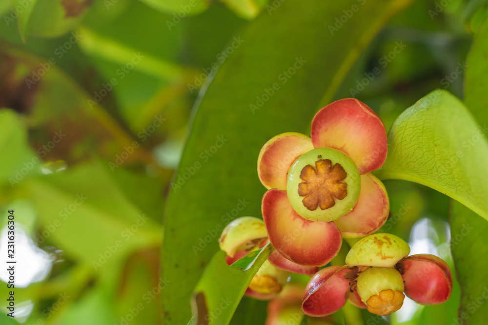Young Mangosteen fruit on the tree in the garden. Young Mangosteen fruit on the tree in the garden.