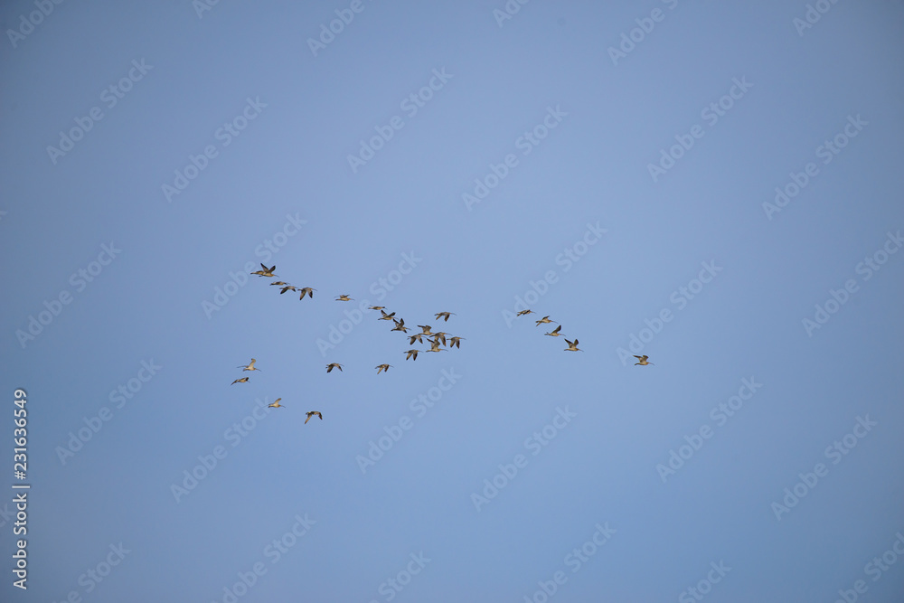 Group of bird Flying with blue sky