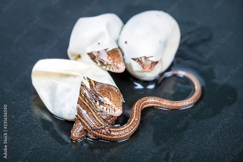 Fototapeta premium Małe jaszczurki zwisające wylęgające się z jaj, selektywna ostrość