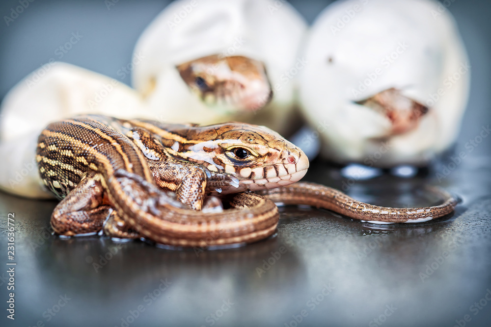 Fototapeta premium Małe jaszczurki zwisające wylęgające się z jaj, selektywna ostrość