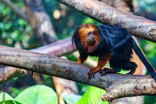 Golden-headed lion tamarin or Leontopithecus chrysomelas on tree photo