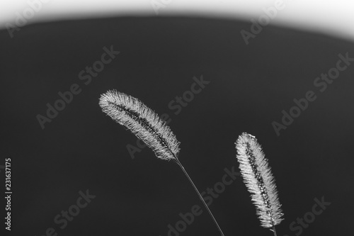 nodding bristle-grass during autumn photo