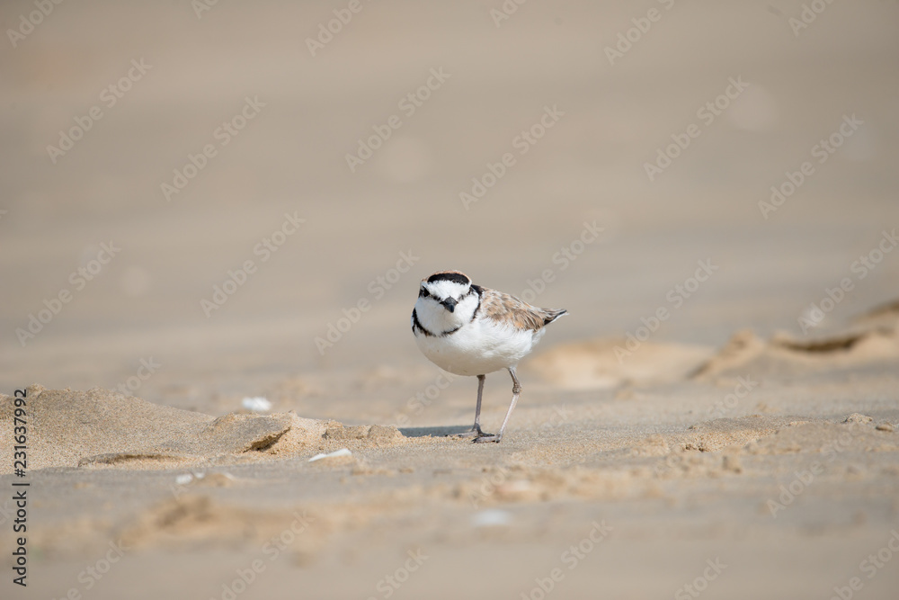Malaysian plover is a small wader that nests on beaches and salt flats in Southeast Asia. Malaysian plover is a small wader that nests on beaches and salt flats in Southeast Asia.