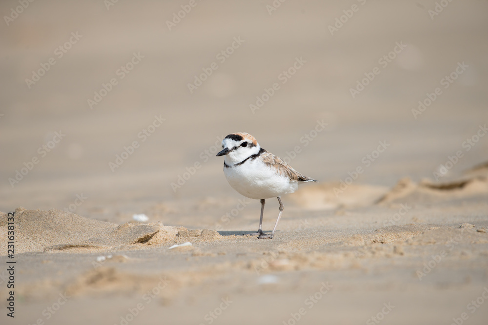 Malaysian plover is a small wader that nests on beaches and salt flats in Southeast Asia. Malaysian plover is a small wader that nests on beaches and salt flats in Southeast Asia.