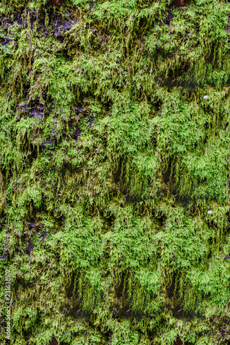 Closeup photo of green moss on tree in forest, seamless tiling texture