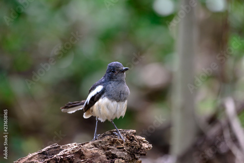 Oriental magpie-robin, they are common birds in urban gardens as well as forests. photo