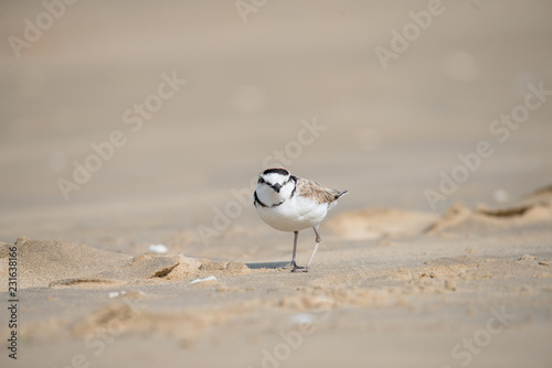 Malaysian plover is a small wader that nests on beaches and salt flats in Southeast Asia. photo