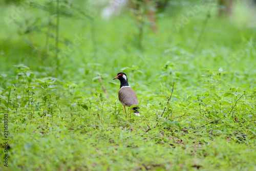 Red-wattled lapwing is an Asian lapwing or large plover, a wader in the family Charadriidae. They are ground birds that are incapable of perching. photo