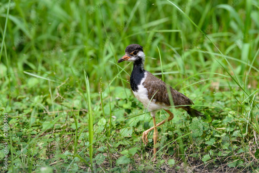 Red-wattled lapwing is an Asian lapwing or large plover, a wader in the family Charadriidae. They are ground birds that are incapable of perching. Red-wattled lapwing is an Asian lapwing or large plover, a wader in the family Charadriidae. They are ground birds that are incapable of perching.