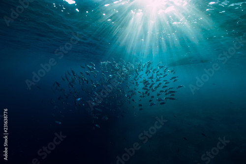 Bilde på lerret Underwater wild world with tuna school fishes and beautiful sun light