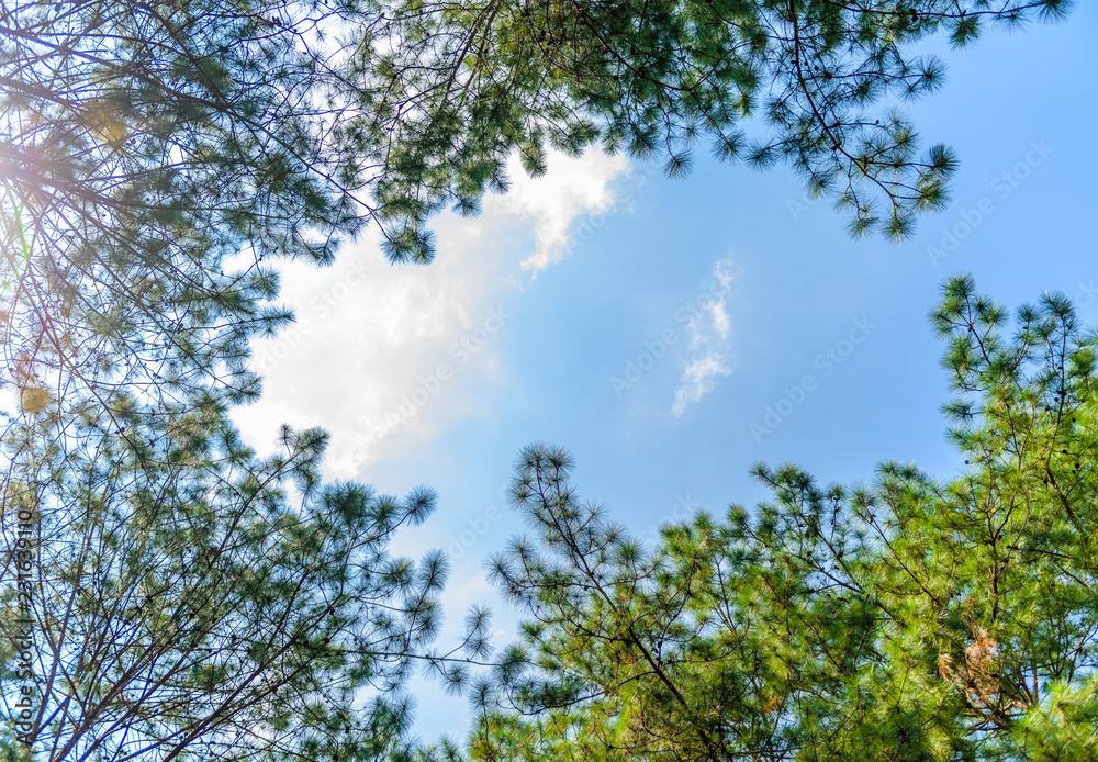 Green leaves on trees with a blue sky and white clouds in the spring afternoon Green leaves on trees with a blue sky and white clouds in the spring afternoon