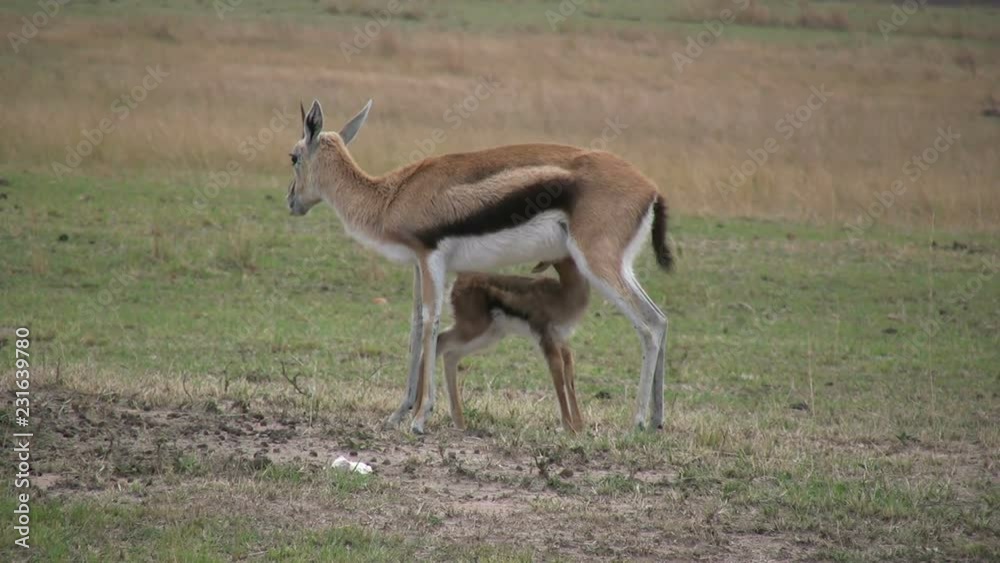A baby thompson gazelle drinks milk from mother in the plains of masai mara.mov A baby thompson gazelle drinks milk from mother in the plains of masai mara.mov