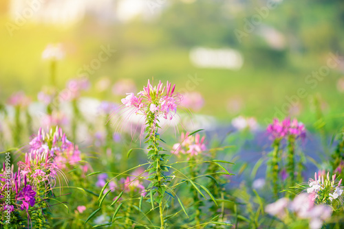 Spider flower in the garden