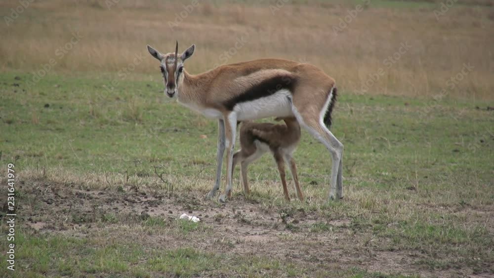 A baby thompson gazelles walks under mother after having enough of mama's milk.mov A baby thompson gazelles walks under mother after having enough of mama's milk.mov