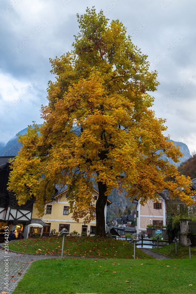 View of tree on autumn season leaf on the town of Hallstatt Province, Austria