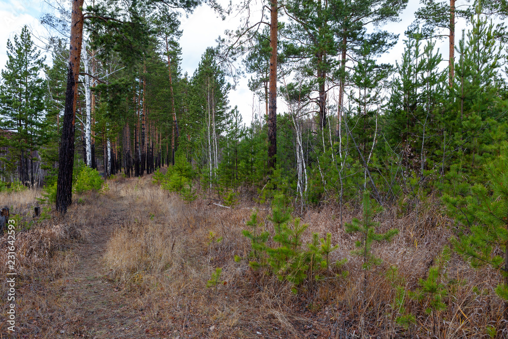 Fototapeta premium Autumn forest in Russia, pine, birch