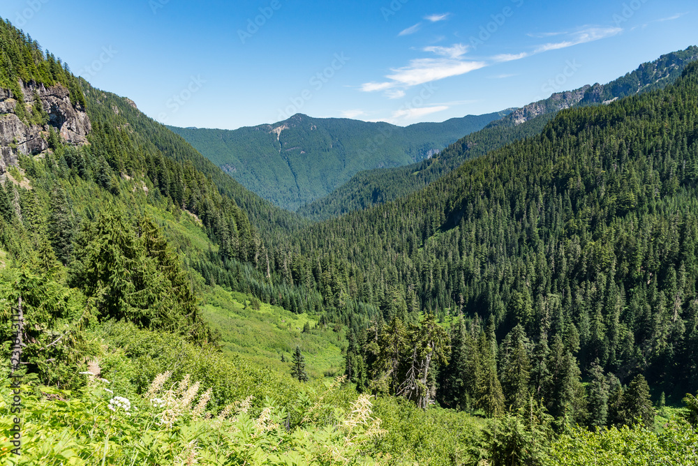 Ausblick in ein grünes, bewaldetes Tal im Mt. Rainier National Park, Washington, USA