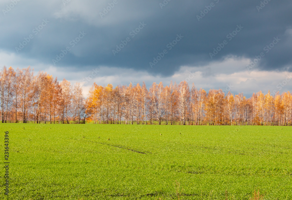 autumn landscape with trees and grass autumn landscape with trees and grass