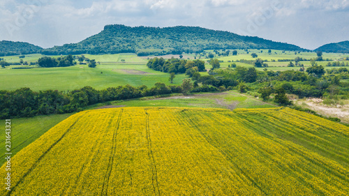 Farm Sunhemp flowers. Beautiful yellow flowers field