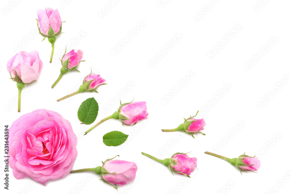 Obraz premium Pink rose flowers isolated on white background. top view
