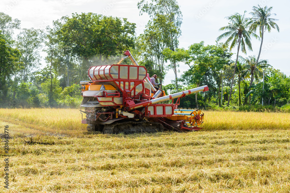 Fototapeta premium Combine harvester Working on rice field. Harvesting is the process of gathering a ripe crop