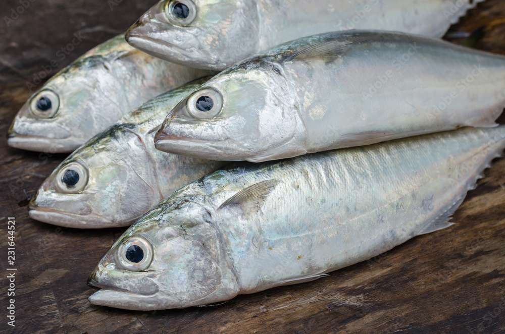 Fresh Sport-Bodied Mackerel for Cooking.