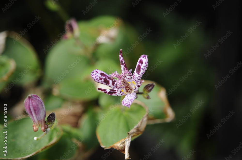 ピンクの花　ホトトギス