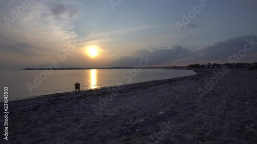 Dogs enjoy exploring the shoreline at Sunset at a Westport, Connecticut Beach photo