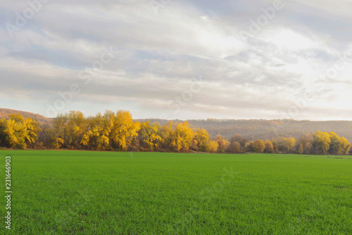 autumn landscape with wheat field and blue sky