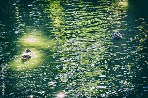 Mallard ducks with reflections in lake