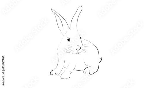 beautiful rabbit illustration