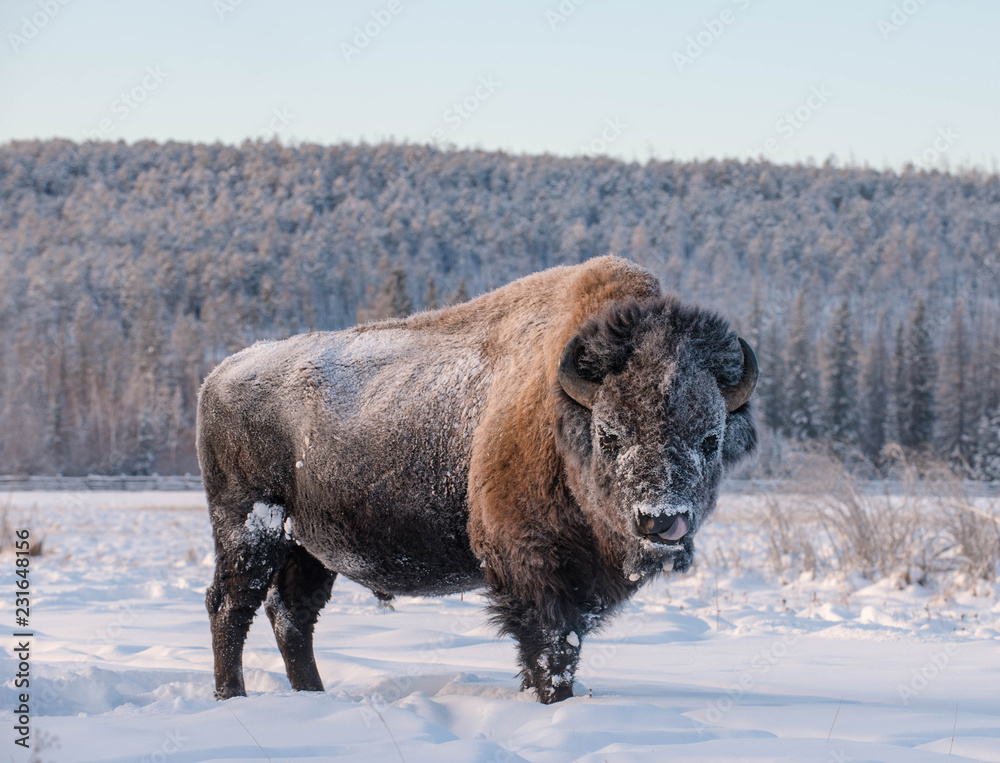 Yakut Bison reaches 2.5-3 meters in length and up to 2 meters in height. Thick coat of his gray-brown color, black-brown on the head and neck. The front of the body is covered with longer hair. Yakut Bison reaches 2.5-3 meters in length and up to 2 meters in height. Thick coat of his gray-brown color, black-brown on the head and neck. The front of the body is covered with longer hair.