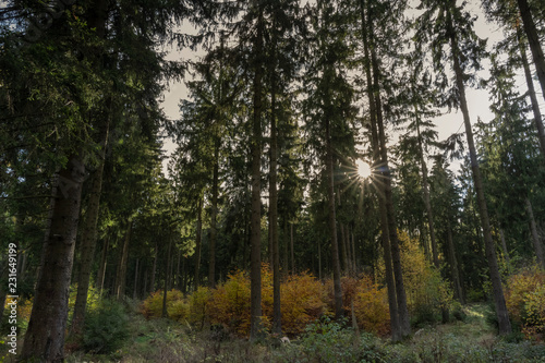 Dunkler Wald nur die Sonne gibt Licht © scaleworker