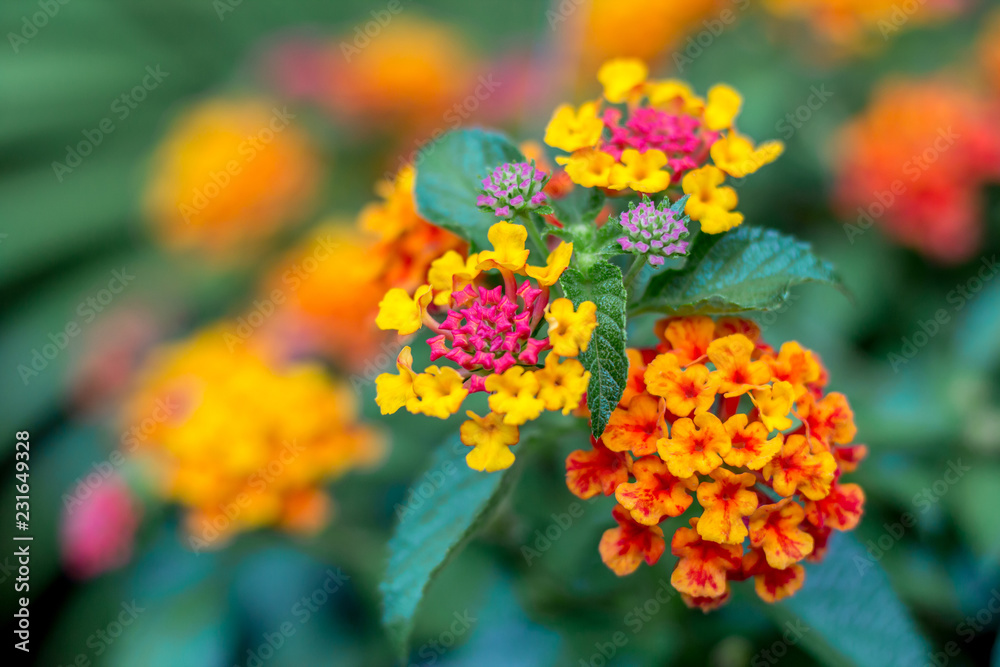 The closed up of lantana camara flowers bouquet with the green bush in the garden with the nice natural light , se;ective focus. The closed up of lantana camara flowers bouquet with the green bush in the garden with the nice natural light , se;ective focus.