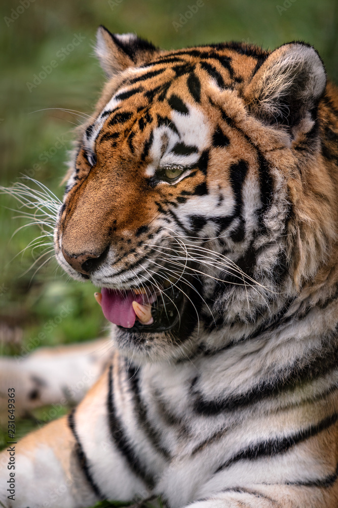 Siberian tiger. Close up image of Siberian tiger (Panthera tigris altaica), also known as the Amur tiger. Siberian tiger. Close up image of Siberian tiger (Panthera tigris altaica), also known as the Amur tiger.