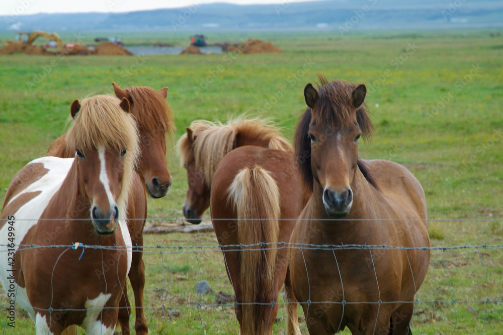 Fototapeta premium Iceland horses with nobody around staying relaxed in the countryside