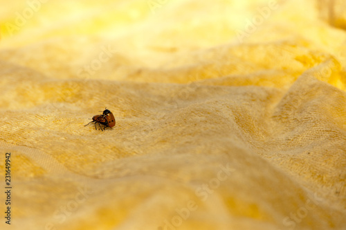 Two insects Coccinella septempunctata having sex on a beach towel photo