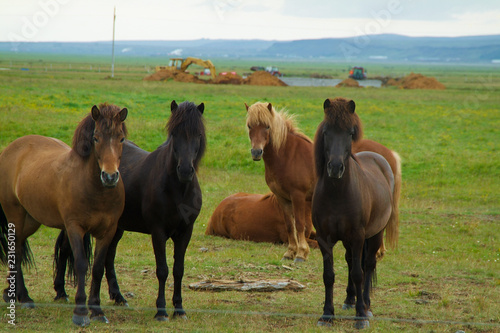 Iceland horses with nobody around staying relaxed in the countryside