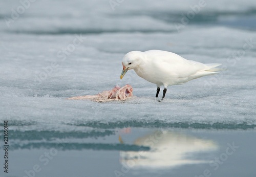 Ivory gull (Pagophila eburnea) feeding the rest of a carcass, Spitsbergen, Norway, Europe photo