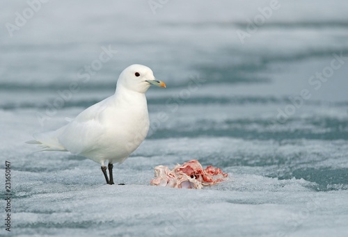 Ivory gull (Pagophila eburnea) feeding the rest of a carcass, Spitsbergen, Norway, Europe photo