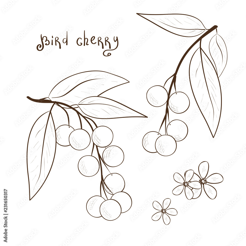 Bird-cherry. Black and white drawing. Berries and flowers. Sketch.