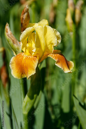Fototapeta Naklejka Na Ścianę i Meble -  Beautiful iris flower on flowerbed in garden
