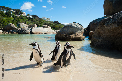 Couple of black and white penguins having fun at the ocean Boulders beach. South africa