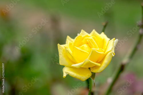 The close up of nice yellow rose with tiles in the nice fresh green garden background in a good clear day.