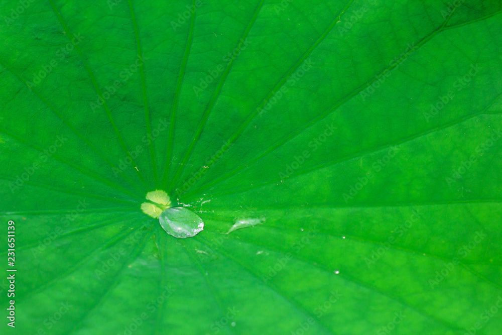 The water drop on the fresh green round lotus leaf in the good light of nature. The water drop on the fresh green round lotus leaf in the good light of nature.